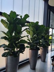 stevens-interieurbeplanting-7