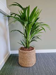 stevens-interieurbeplanting-5