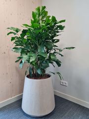 stevens-interieurbeplanting-2