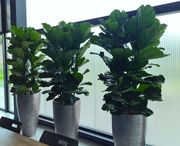 stevens-interieurbeplanting-14