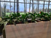 stevens-interieurbeplanting-11