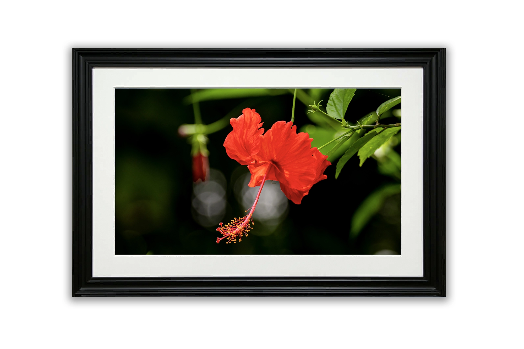 Close-up of red hibiscus flower at Botanical Garden, Dhaka