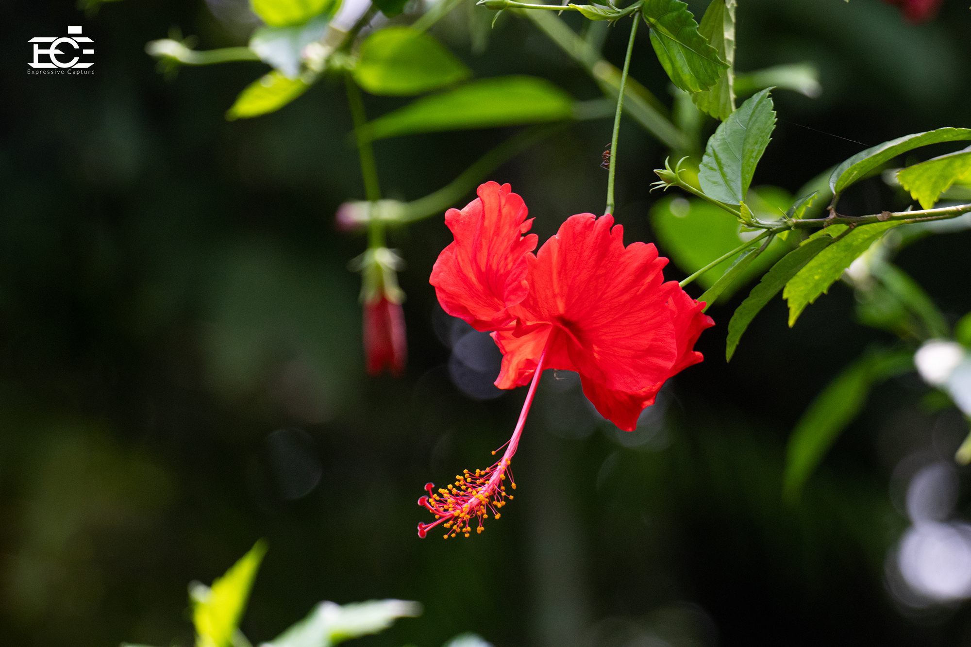Close-up of red hibiscus flower