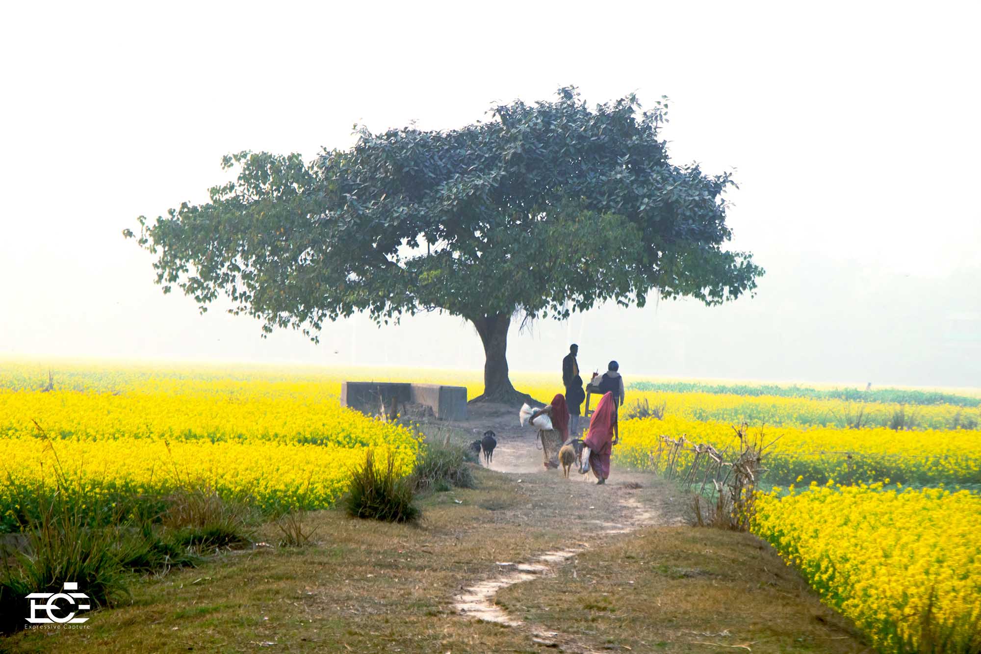 Winter Season of Bangladesh