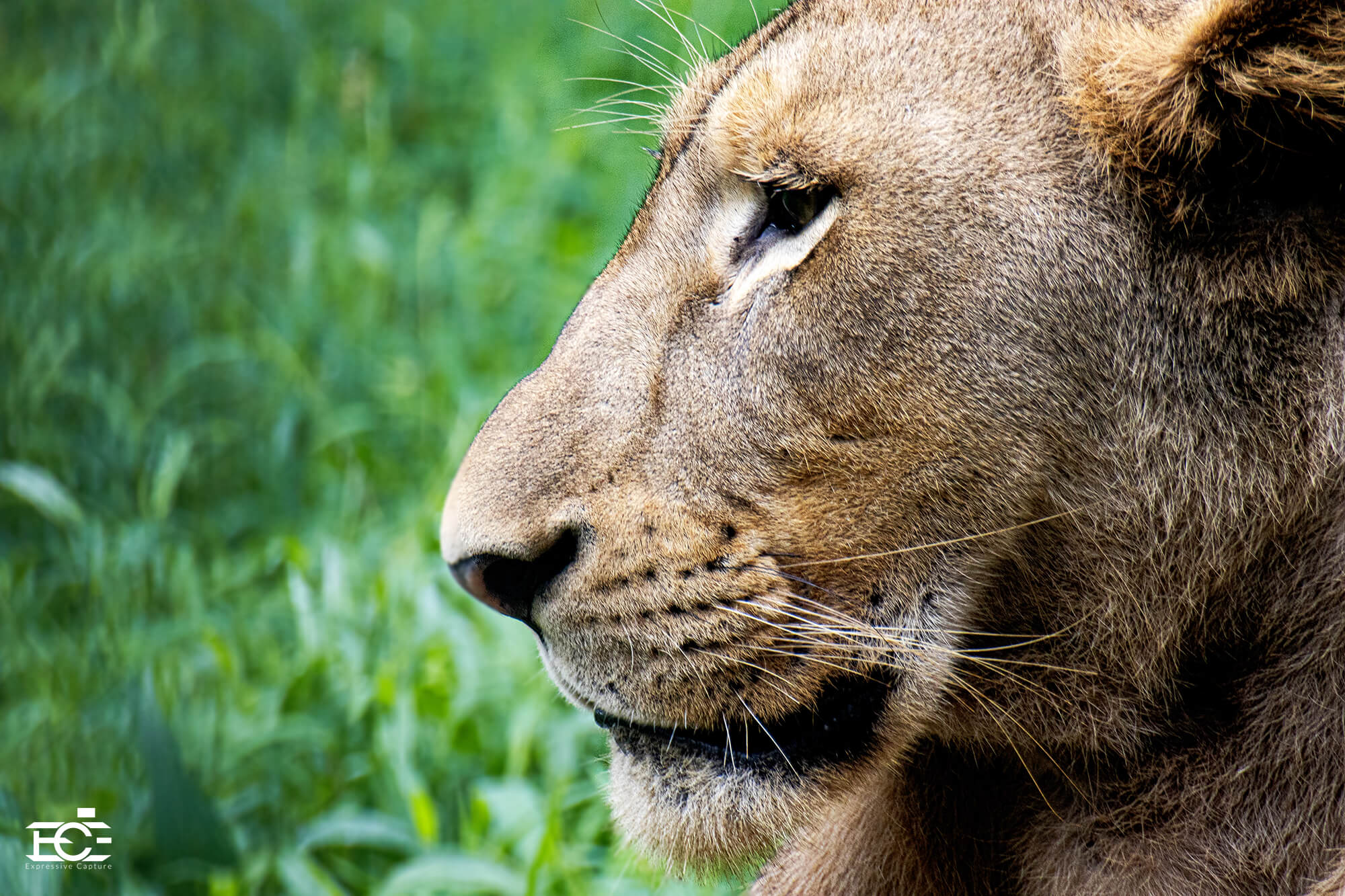 Aggressive Mood Eye of a lion