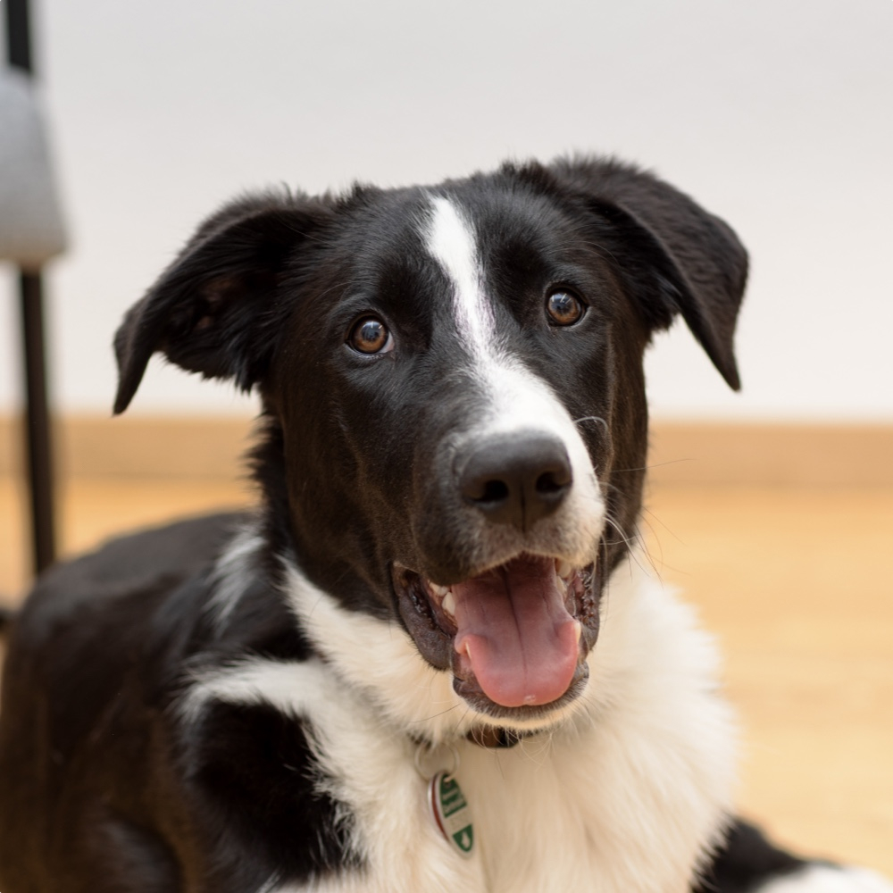 Junior Happiness Manager