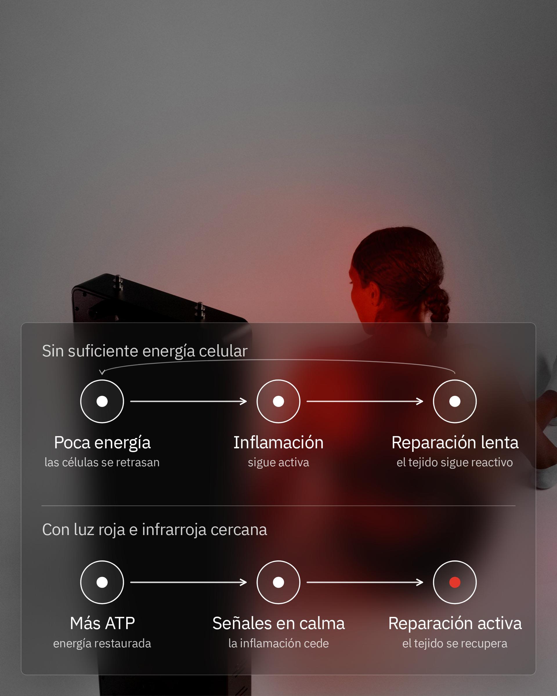 Infografía: ¿Puede la terapia de luz roja reducir la inflamación?