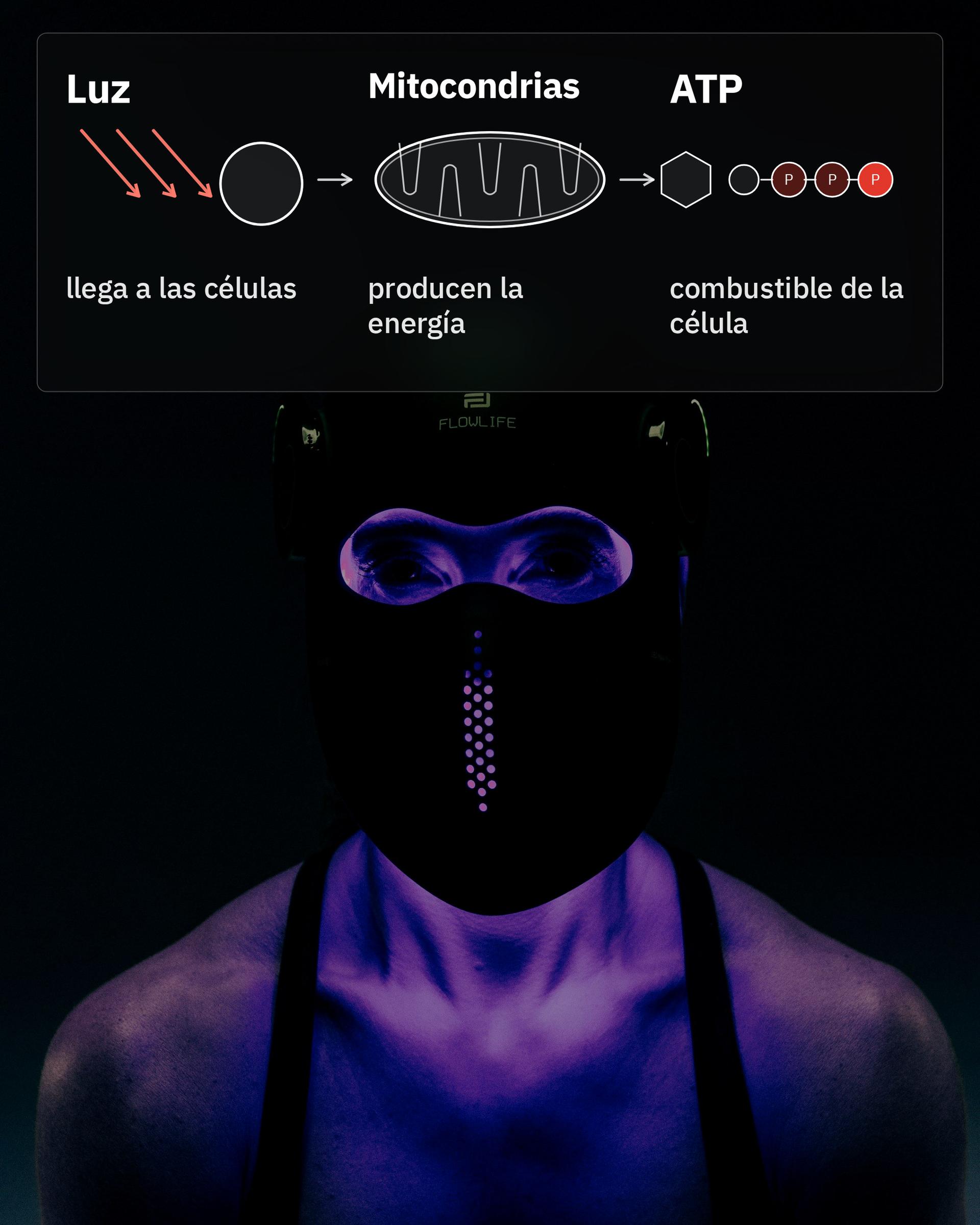 Flowlight LED Mask Pro+ Three Waves, con un esquema de la luz, las mitocondrias y el ATP