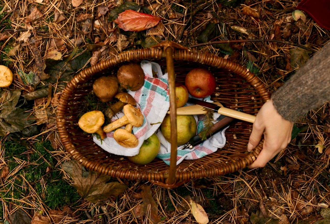 Wicker basket on forest floor holding mushrooms, apples and pears on a checkered cloth, a hand reaching in.