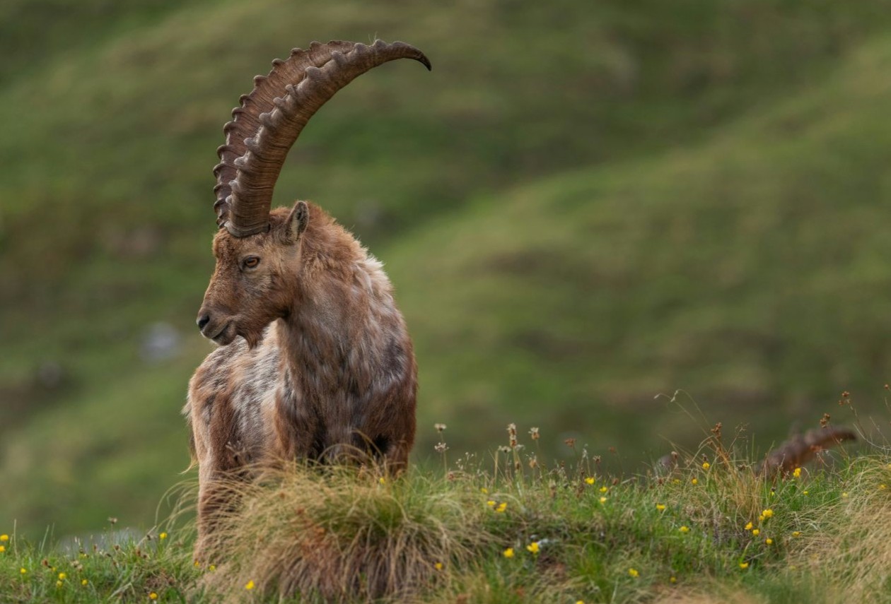 Alpine ibex with long, curved horns on a grassy hillside dotted with yellow wildflowers, looking left.
