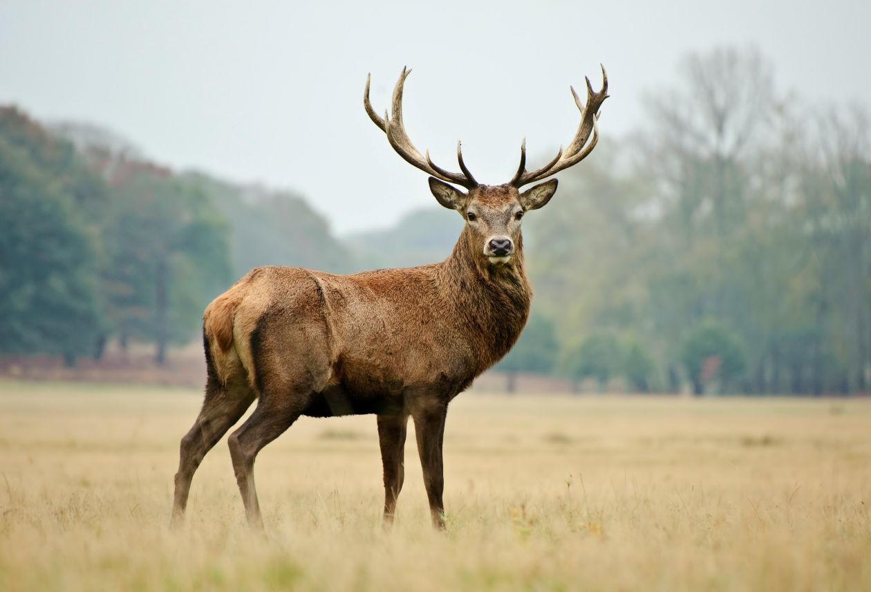 Red deer stag with large antlers standing in an open grassy field, blurred trees in the background.