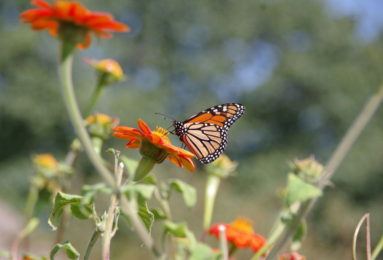Monarch butterfly with orange-and-black wings perched on an orange zinnia flower, blurred green background.