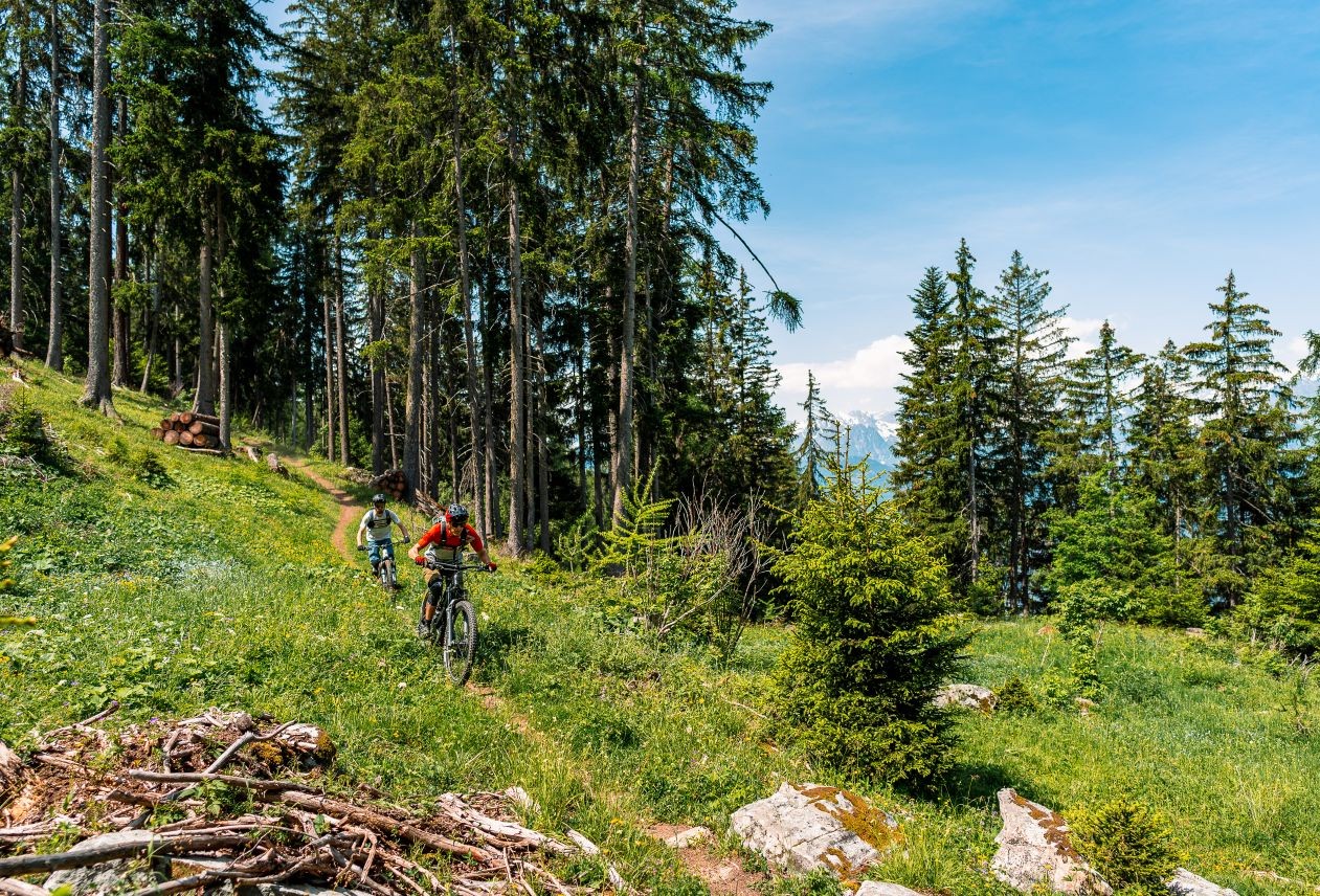 Two cyclists ride along a lush forest trail under a clear blue sky, surrounded by tall pine trees and scattered rocks.
