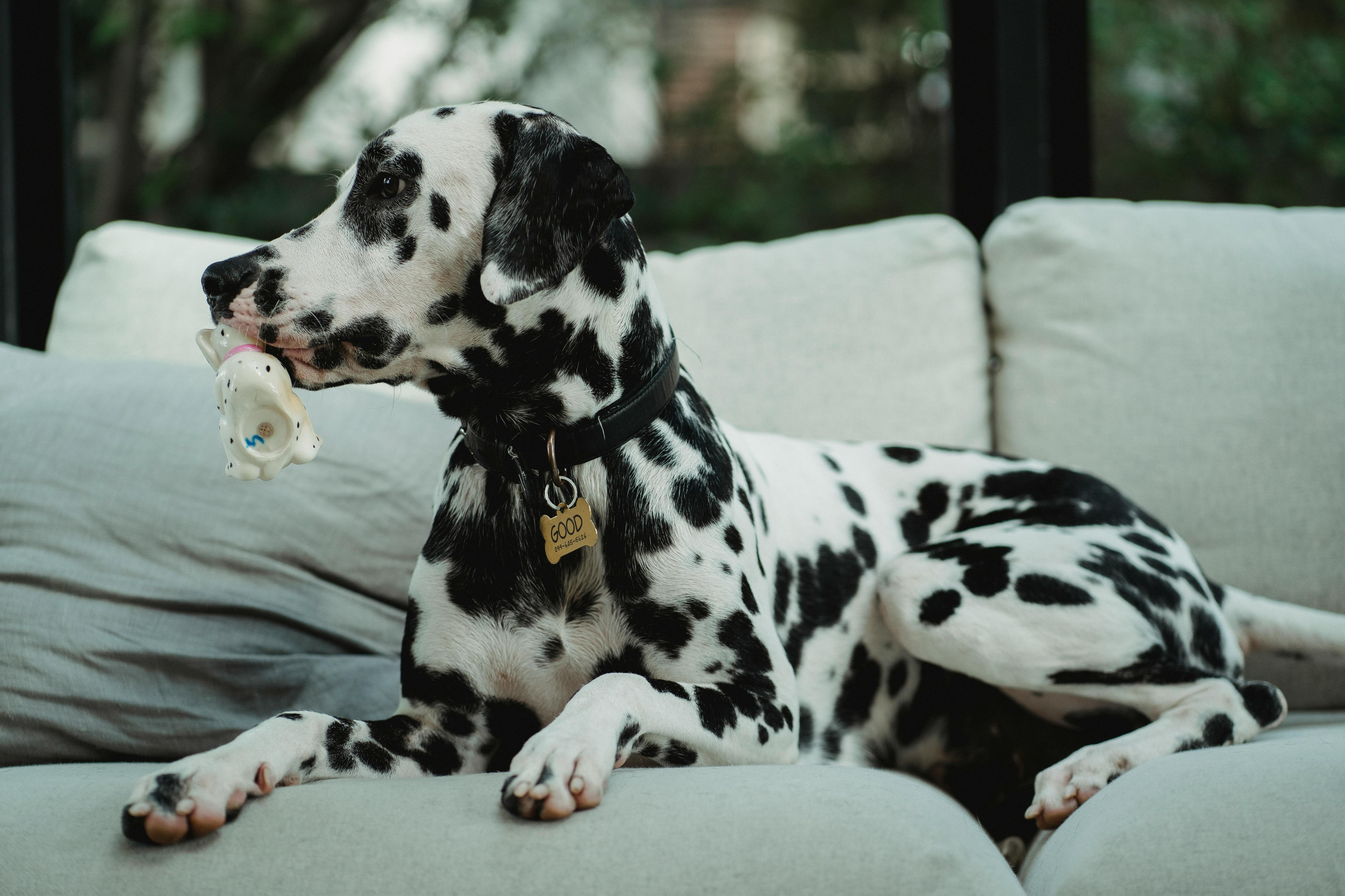 Dalmatian with a black collar lying on a light gray couch, holding a chew toy in its mouth, looking to the side.