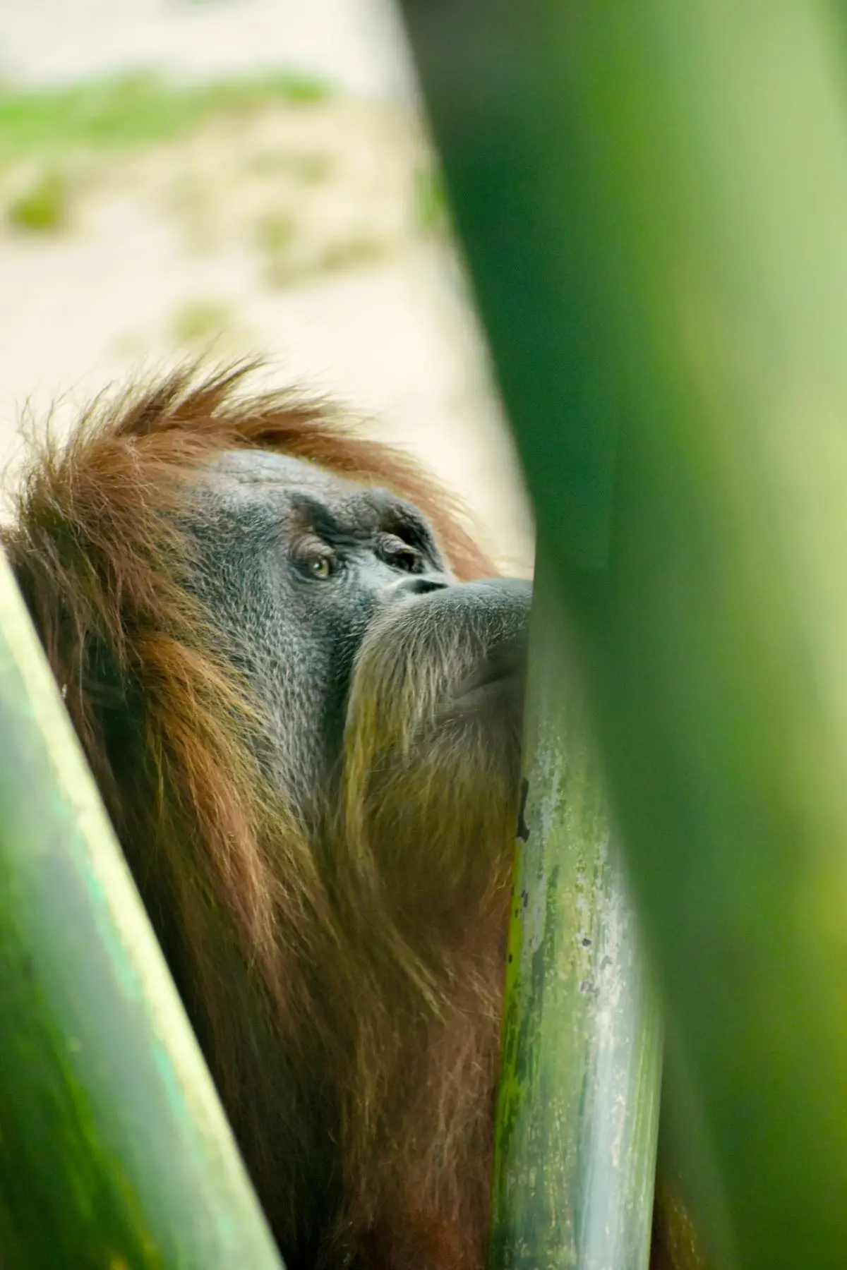 Orangutan Im Dschungel Neu