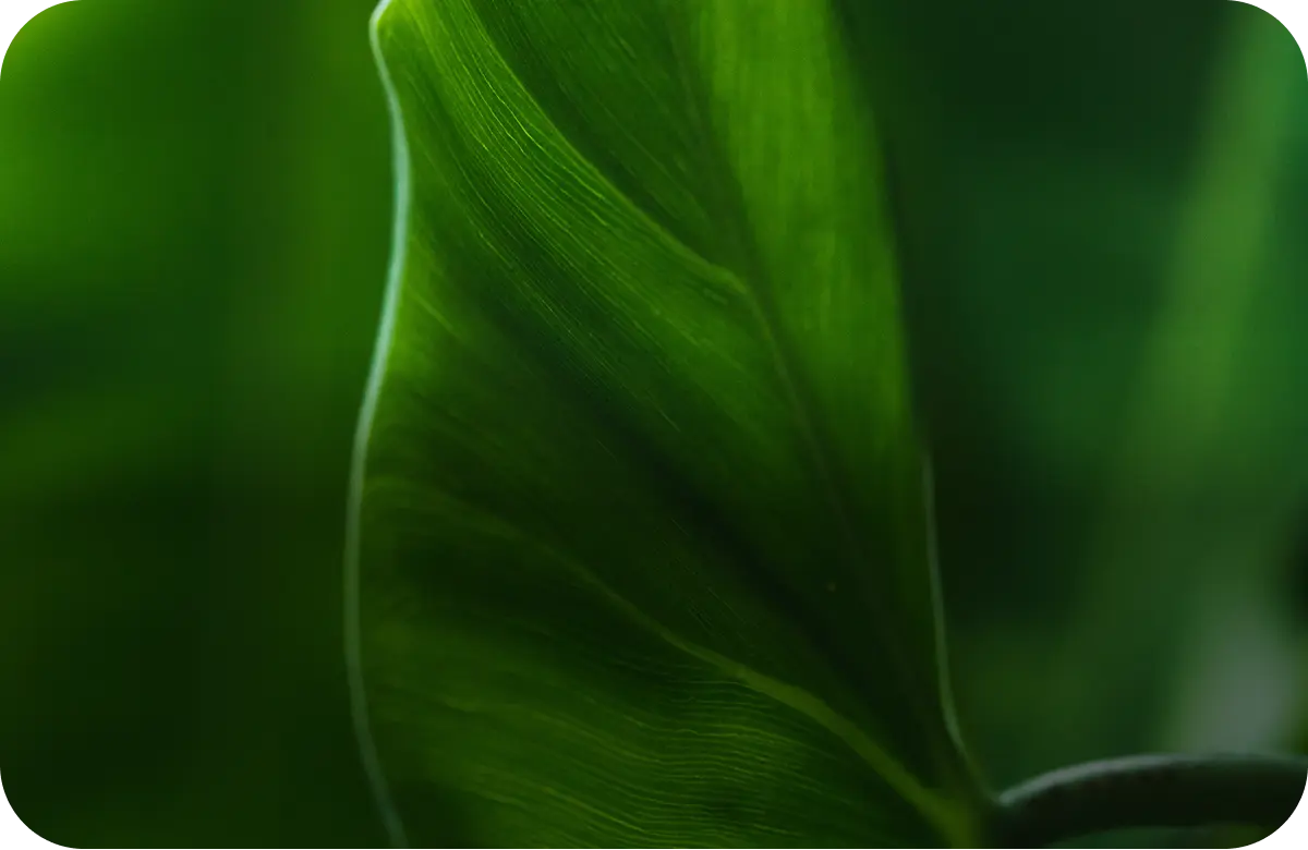 Green Trip