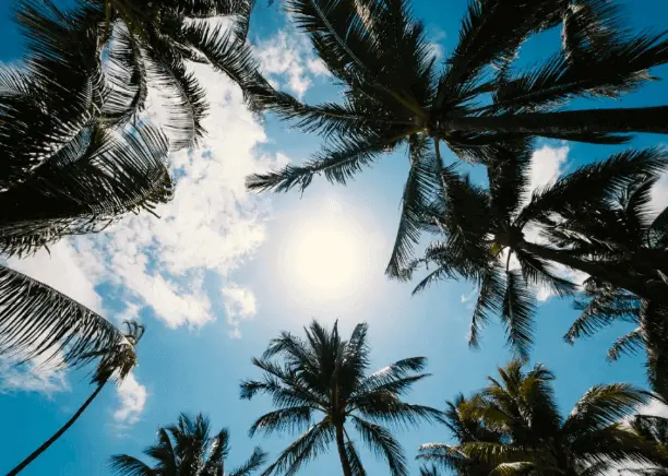palm trees in front of a blue sky