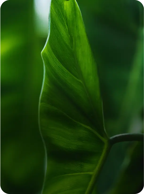 Photography Carbon Offsetting