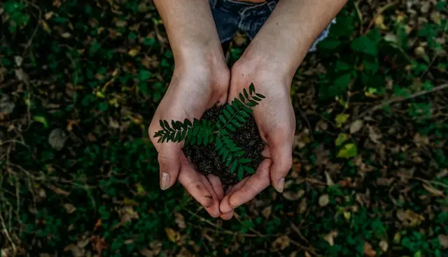 Ein Paar Hände, das einen Planzensetzling in der Handfläche hält.