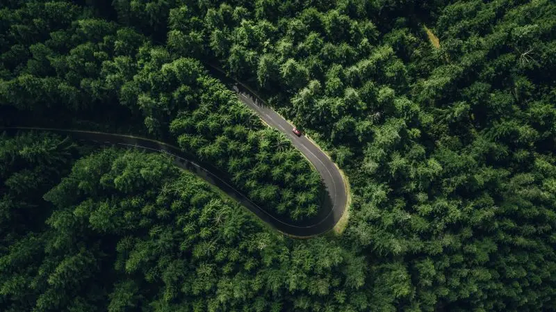 Wald Und Strasse