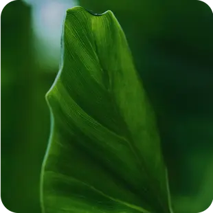 Aesop
