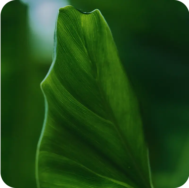 Case Study Aesop