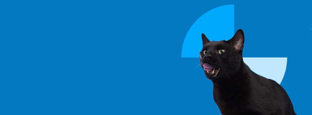 Happy dog and cat with BMO branding