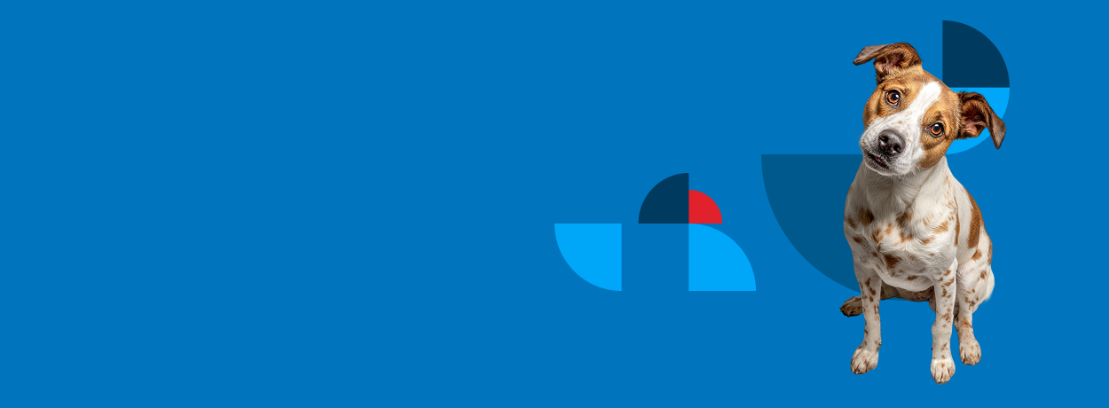 Happy dog and cat with BMO branding