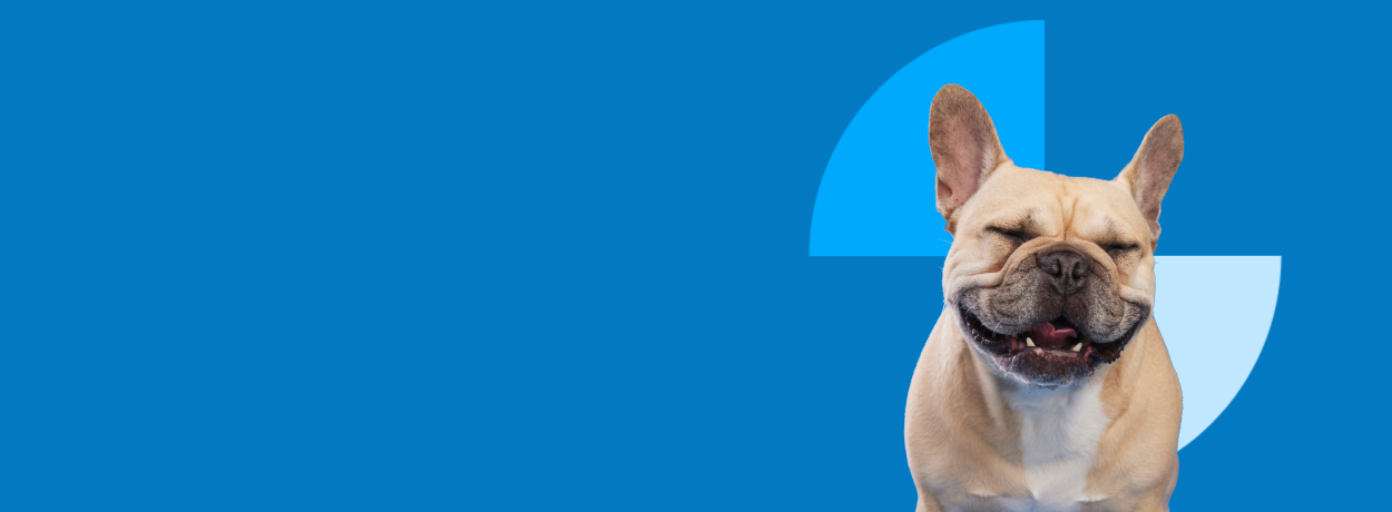 Happy dog and cat with BMO branding