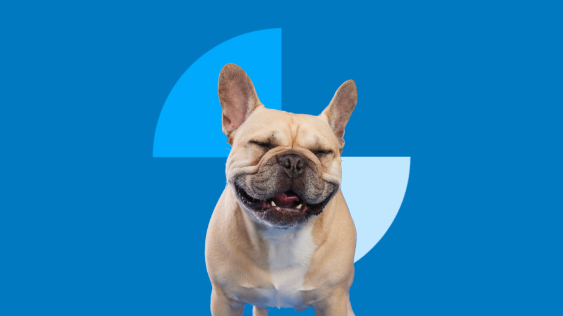 BMO Pet Insurance
