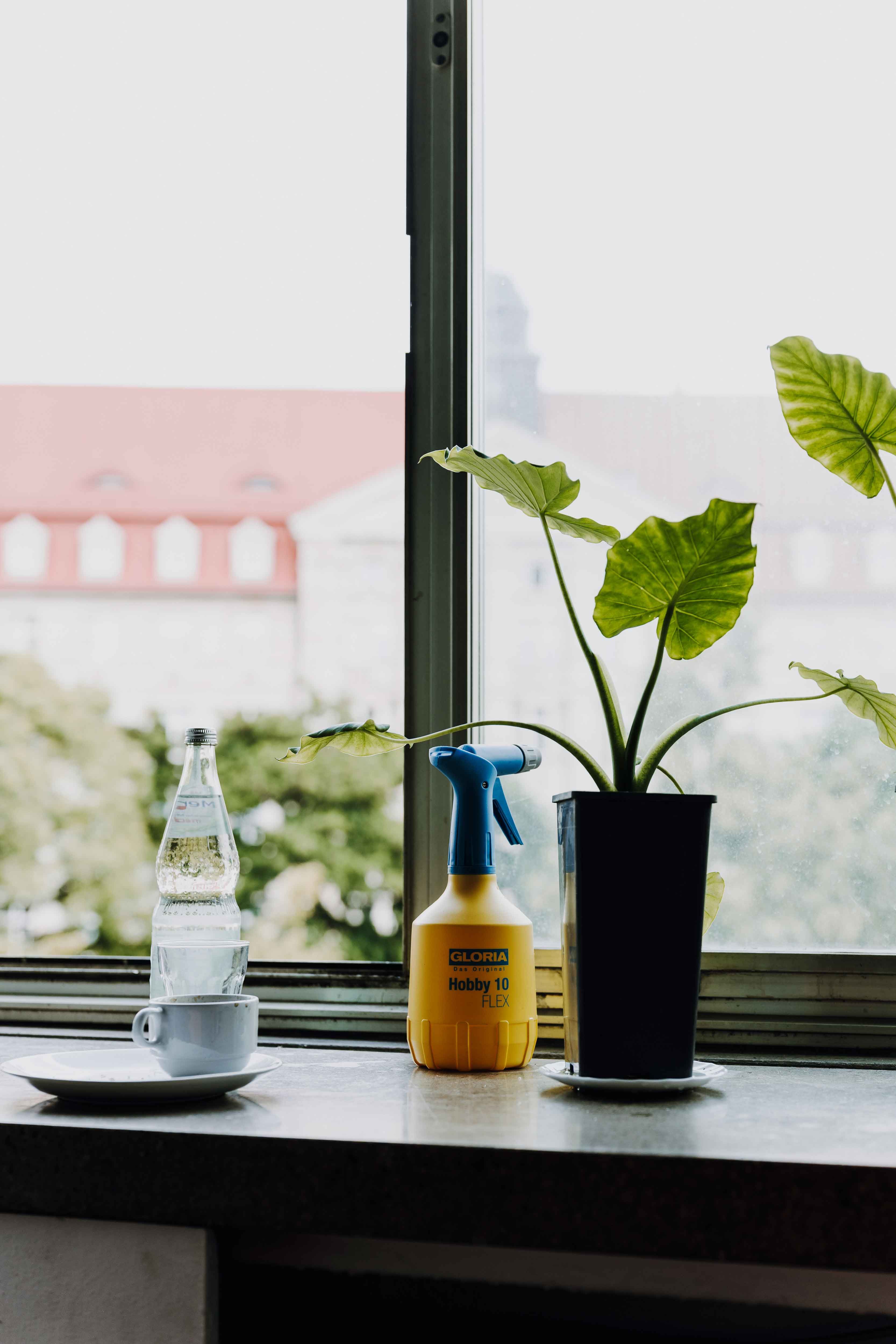 Pflanze, Sprüher, Kaffeetasse und eine Flasche Sprudel auf einer Fensterbank vor dem offenen Fenster