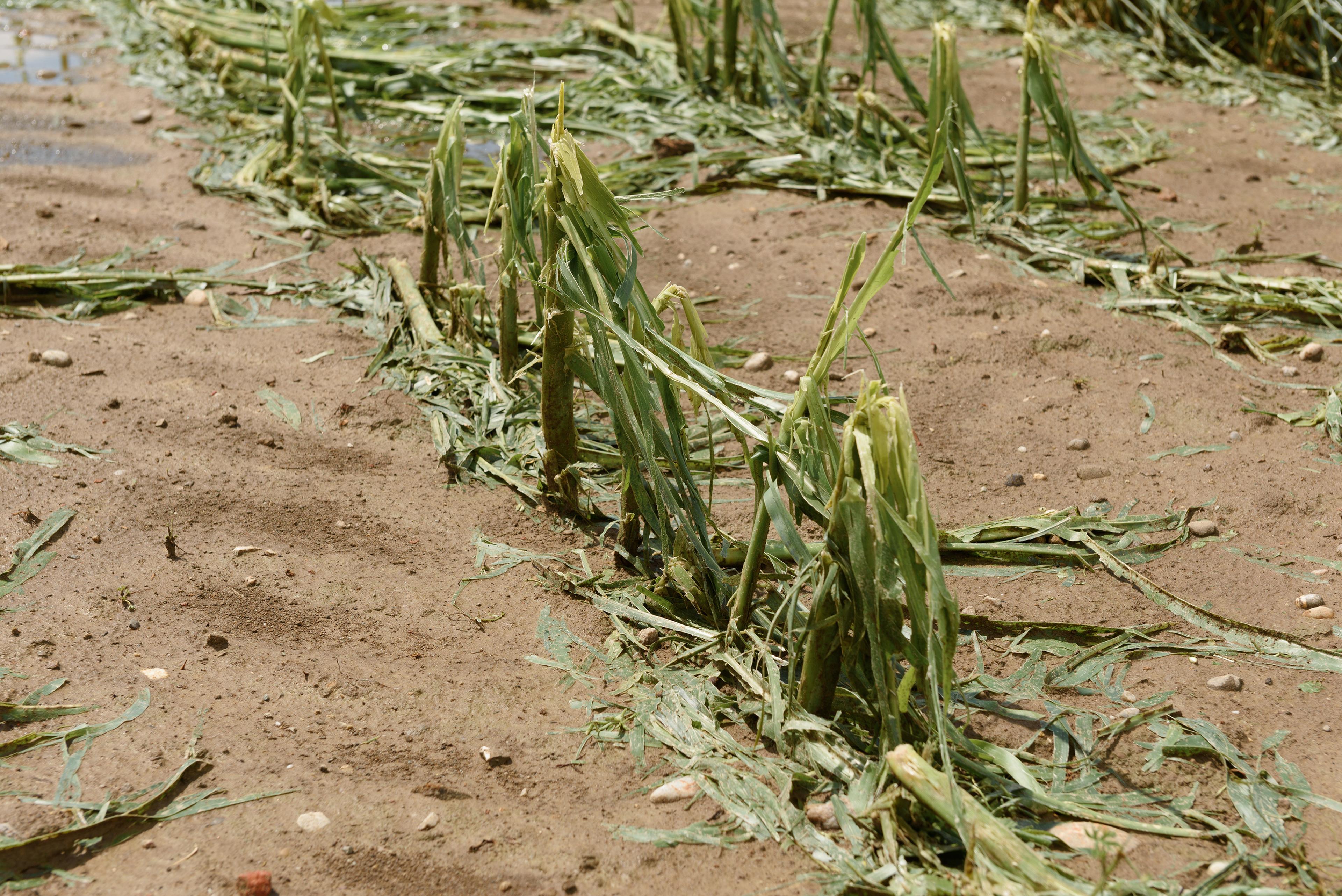 Wilted corn plants lying flat on muddy ground, damaged by a a hail storm.