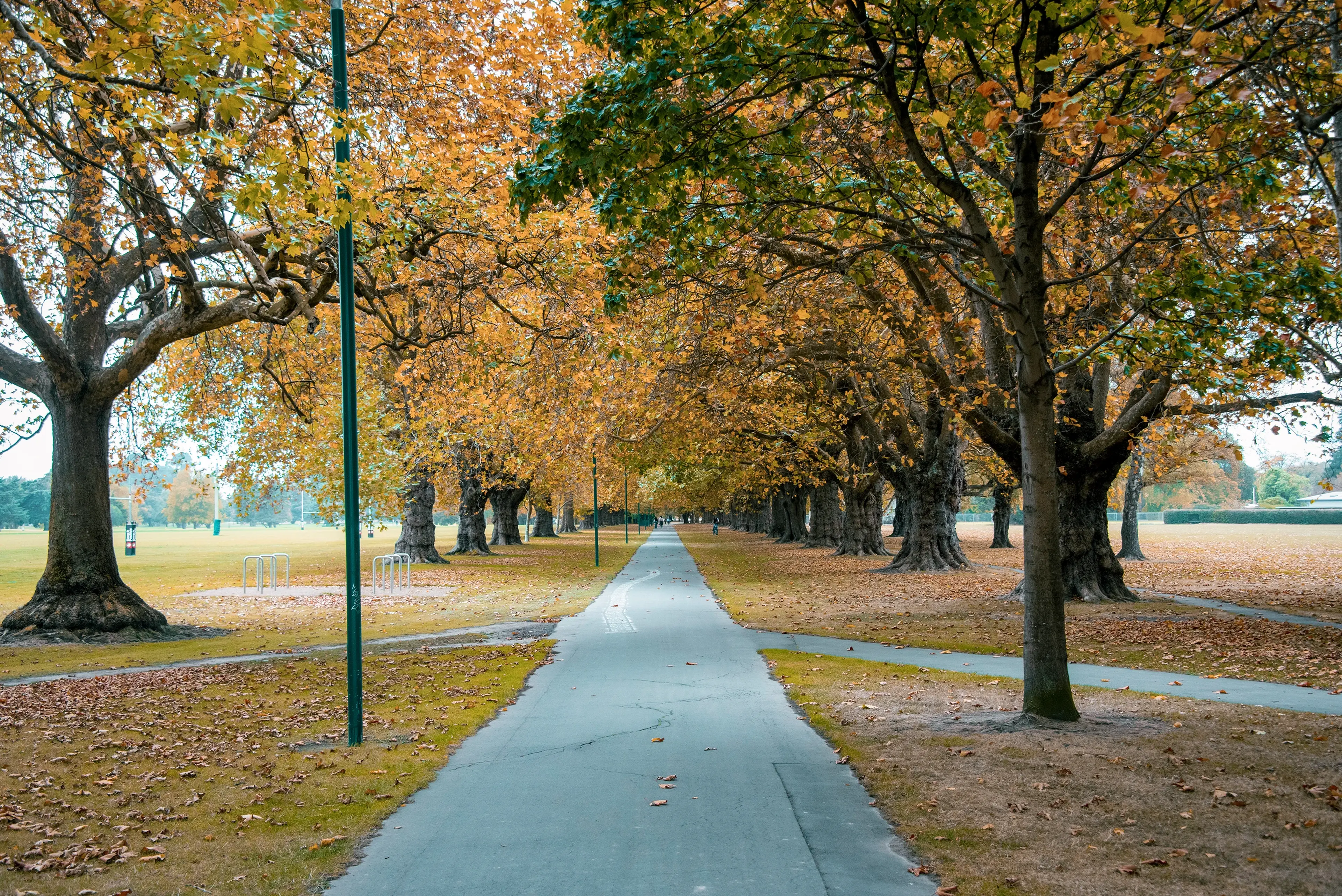 Tree-lined path in autumn, with fallen leaves scattered on the ground and trees showcasing vibrant orange foliage on both sides.