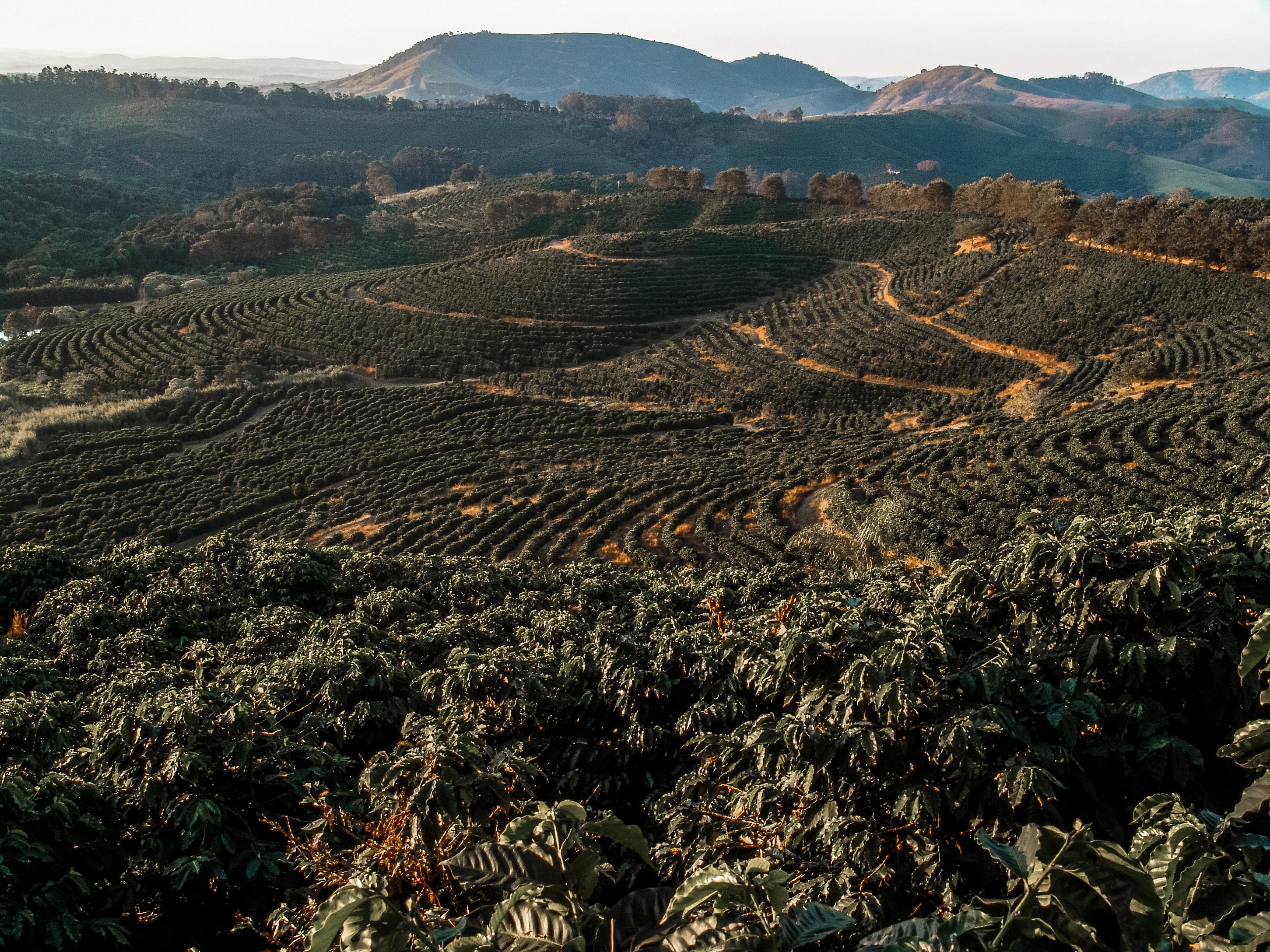 Aerial view of lush, green coffee plantation fields with mountainous landscape in the background under a clear sky.