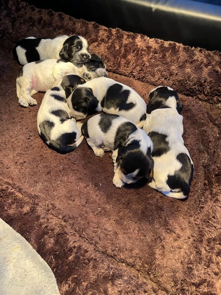 3st valpar - Photo 1