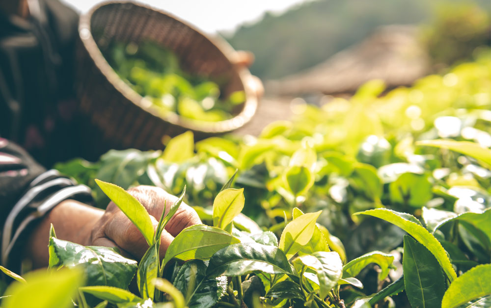 hand picking tea leaves
