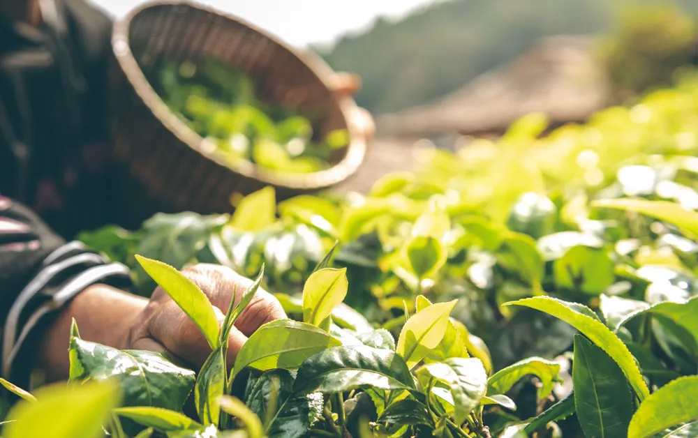 hand picking tea leaves