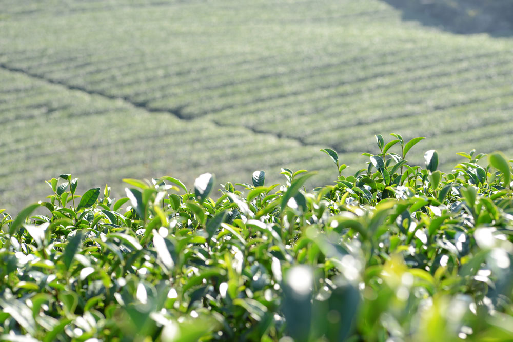 Close-up of lush green tea leaves with a blurred background of orderly tea plantation rows stretching into the distance.