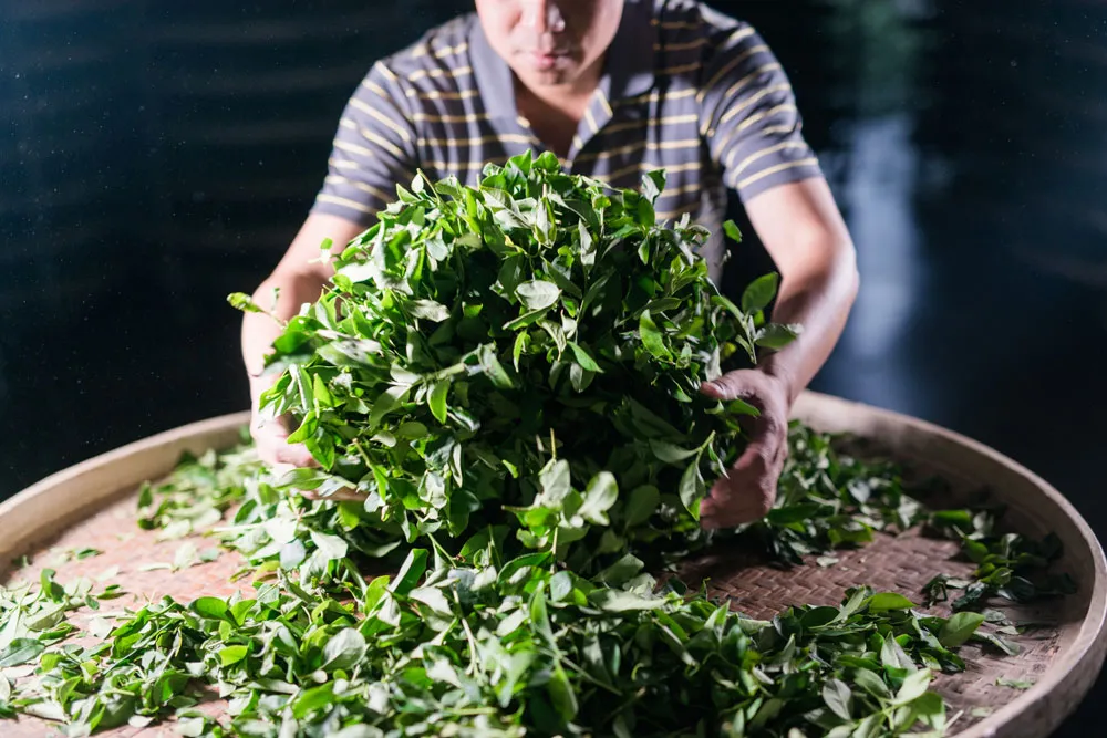 Person handling a large pile of fresh green leaves on a woven tray, wearing a striped shirt, with a dark background.