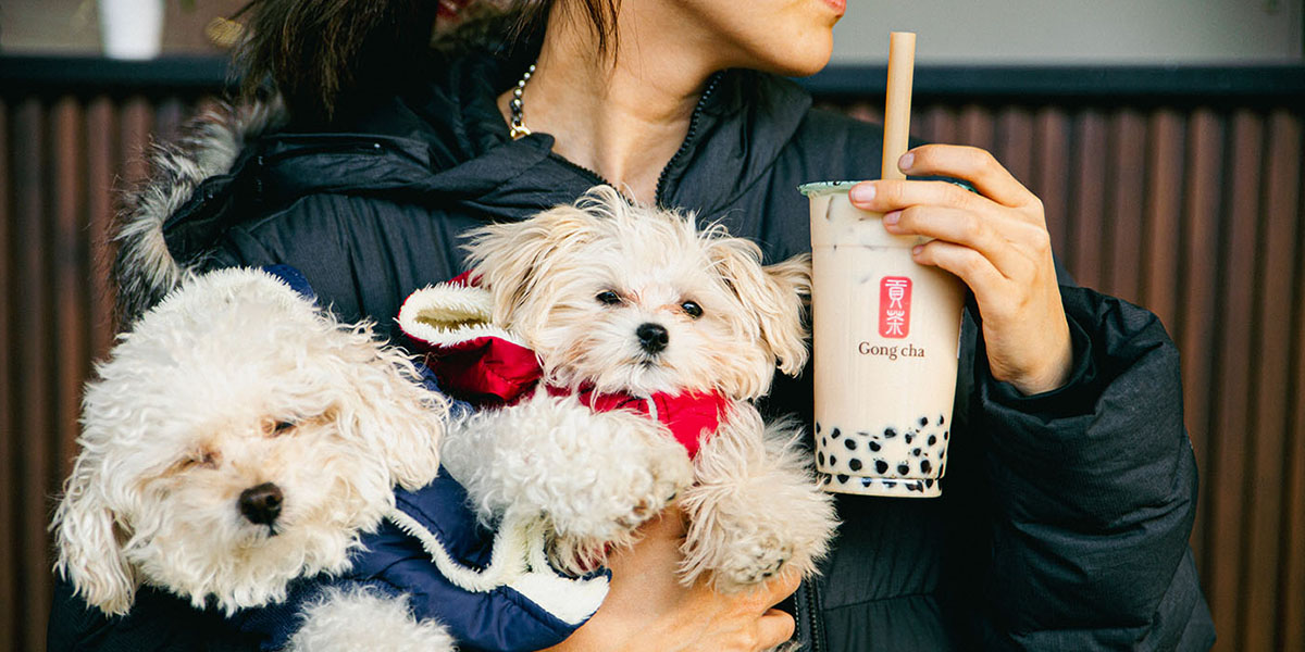 Person cradling two small white dogs while holding a Gong Cha bubble tea with black pearls