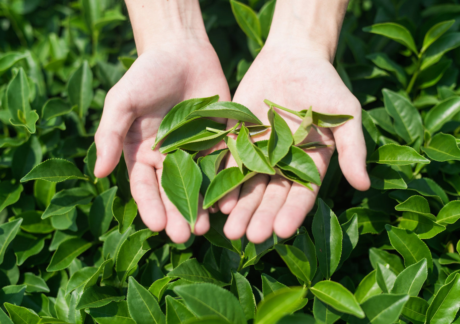 Hands holding freshly picked green tea leaves above a lush tea plant, with vibrant green foliage in the background.