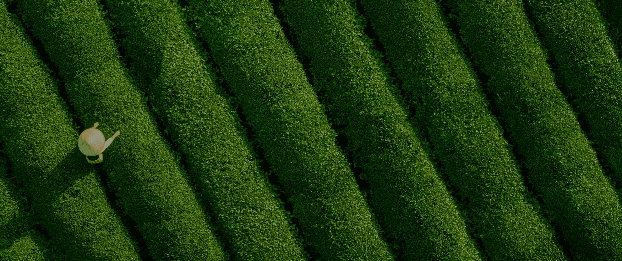 Aerial view of lush green hedges in parallel rows with a small watering can icon on the left side, casting a shadow.