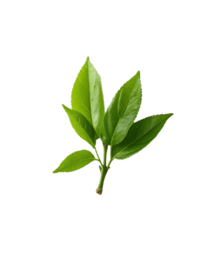 A small branch with fresh, vibrant green leaves against a plain white background.