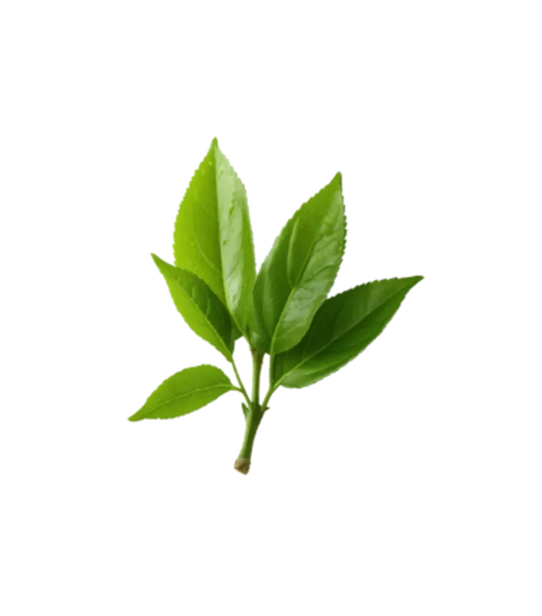 A small branch with fresh, vibrant green leaves against a plain white background.