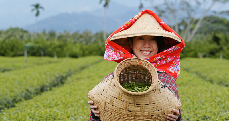 Harvesting Tea