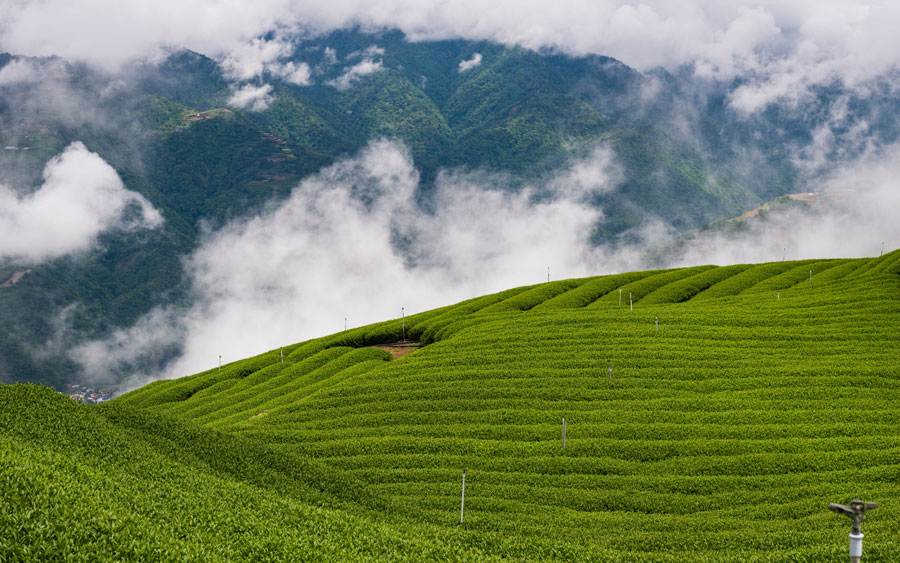 Roll hills filled with growing tea