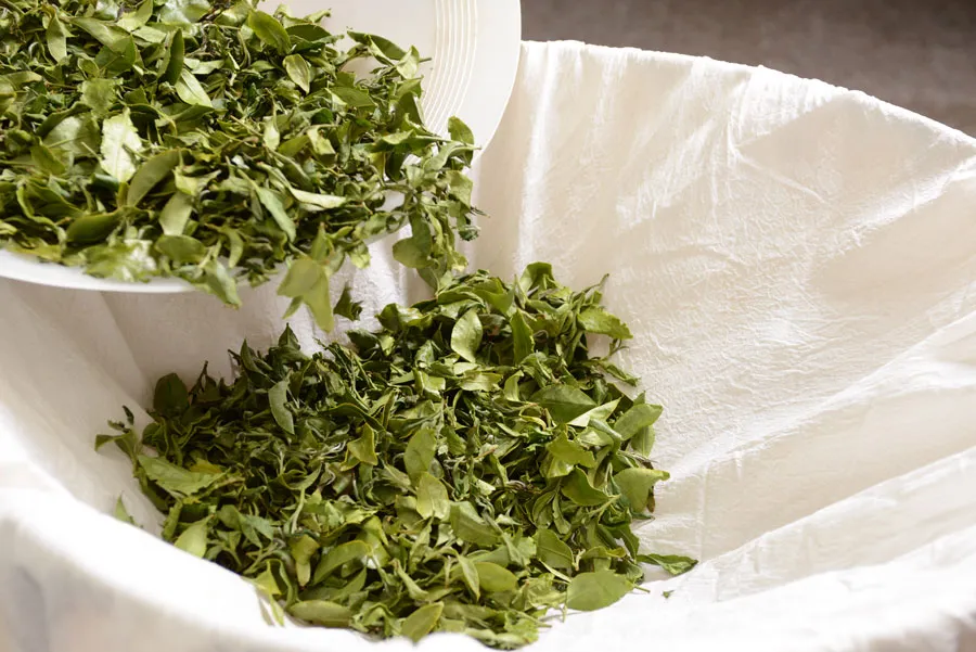 Fresh green leaves being poured from a white plate into a large white cloth-lined container.