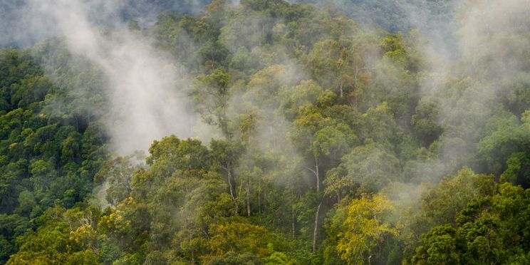 Über einem grünen Wald voller Laubbäume steigen Nebelschwaden auf, die CO2-Emissionen darstellen sollen.