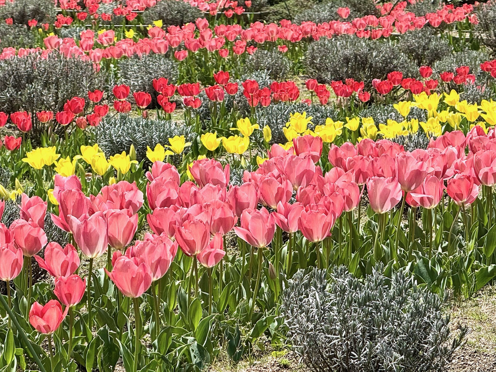 あなたのウクレレに力強いサウンドを - Worth Strings