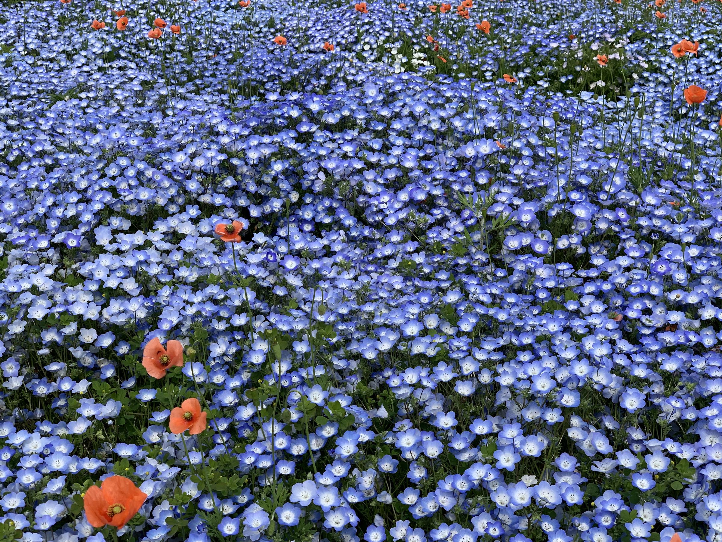 あなたのウクレレに力強いサウンドを - Worth Strings